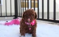 Macy , a female Poodle - Toy  for sale in Millersburg, OH – Photo 7 of 7