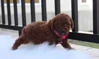 Macy , a female Poodle - Toy  for sale in Millersburg, OH – Photo 5 of 7