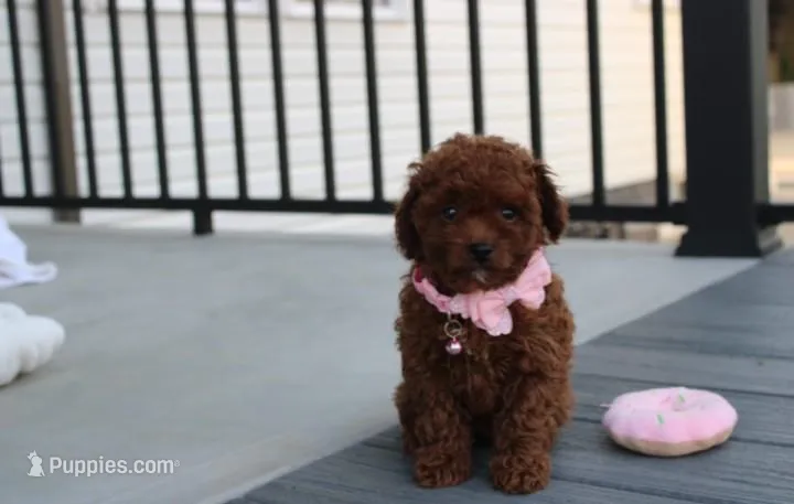 Macy  – Poodle - Toy  puppy for sale in Millersburg, OH