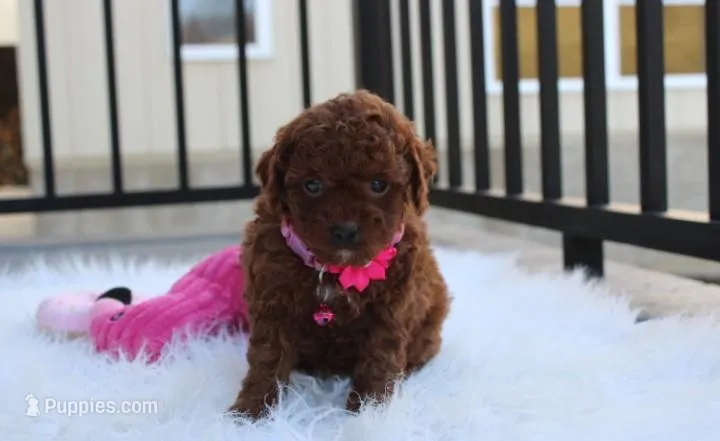 Macy , a female Poodle - Toy  for sale in Millersburg, OH – Photo 1 of 7