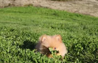 Finn, a male Pomeranian for sale in Millersburg, OH – 2 of 7