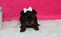 Emmy , a female Yorkipoo for sale in Millersburg, OH – Photo 2 of 8