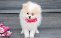 Roxy, a female Pomeranian for sale in Millersburg, OH – 2 of 7