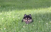 Tilly, a female Pomeranian for sale in Millersburg, OH – 2 of 10