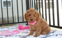 Lyra, a female Cockapoo for sale in Millersburg, OH – 4 of 10