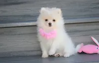 Khloe , a female Pomeranian for sale in Millersburg, OH – 5 of 10