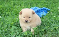 Finn, a male Pomeranian for sale in Millersburg, OH – 2 of 7