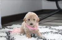 Stella , a female Bichpoo for sale in Millersburg, OH – Photo 9 of 9