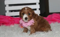 Marlee, a female Cavapoo for sale in Millersburg, OH – 1 of 10