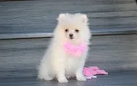 Khloe , a female Pomeranian for sale in Millersburg, OH – 7 of 10