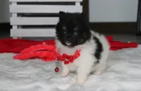 ZIGGY, a male Pomeranian for sale in Millersburg, OH – 2 of 7