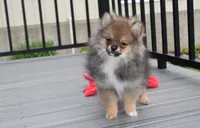 Casper , a male Pomeranian for sale in Millersburg, OH – 5 of 10