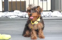 Enzo, a male Yorkipoo for sale in Millersburg, OH – 5 of 8