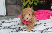 Kalila, a female Bichpoo for sale in Millersburg, OH – 5 of 5