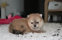 Honey, a female Pomeranian for sale in Millersburg, OH – 5 of 10