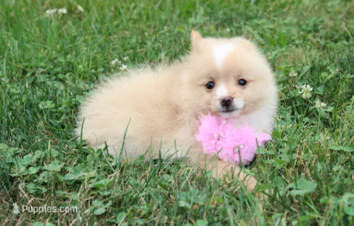 Lexi – Pomeranian puppy for sale in Millersburg, OH