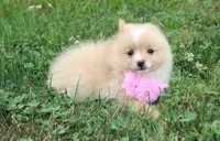 Lexi, a female Pomeranian for sale in Millersburg, OH – 1 of 8