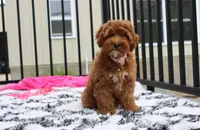 Penny , a female Cockapoo for sale in Millersburg, OH – 2 of 7