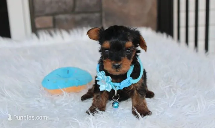 Enzo – Yorkipoo puppy for sale in Millersburg, OH