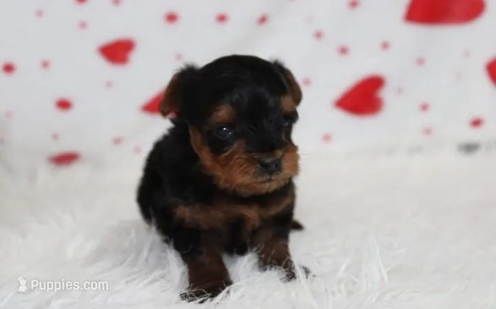 Enzo – Yorkipoo puppy for sale in Millersburg, OH