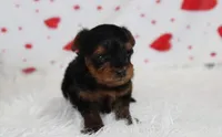 Enzo, a male Yorkipoo for sale in Millersburg, OH – Photo 1 of 7