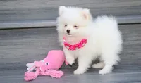 Bianca , a female Pomeranian for sale in Millersburg, OH – 3 of 5