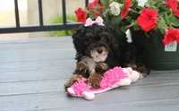Athena , a female Poodle - Miniature  for sale in Millersburg, OH – 7 of 9