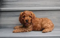 Loki, a male Cockapoo for sale in Millersburg, OH – 3 of 3