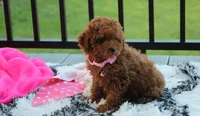 Sasha , a female Poodle - Miniature  for sale in Millersburg, OH – 7 of 10