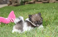 Juno, a female Pomeranian for sale in Millersburg, OH – 7 of 7