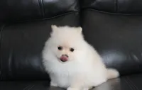 Ruby, a female Pomeranian for sale in Millersburg, OH – 2 of 9