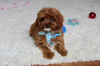 Shannon, a male Cavapoo for sale in Millersburg, OH – Photo 7 of 8