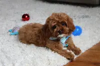 Shannon, a male Cavapoo for sale in Millersburg, OH – Photo 4 of 8