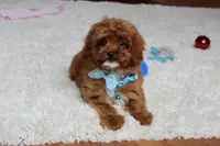 Shannon, a male Cavapoo for sale in Millersburg, OH – Photo 8 of 8