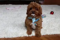 Shannon, a male Cavapoo for sale in Millersburg, OH – Photo 3 of 8