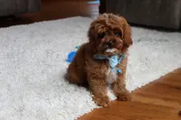 Shannon, a male Cavapoo for sale in Millersburg, OH – Photo 5 of 8