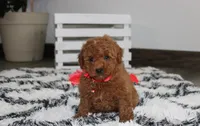 Sammy, a male Poodle - Miniature  for sale in Millersburg, OH – 5 of 9