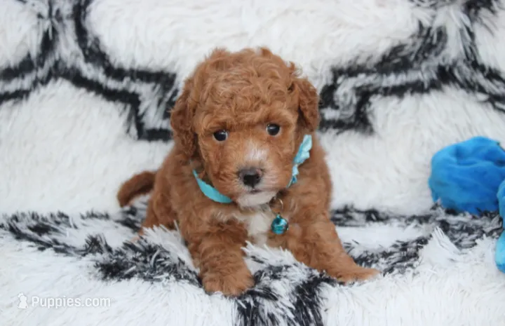 Kirian – Bichpoo puppy for sale in Millersburg, OH
