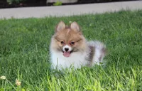 Theo, a male Pomeranian for sale in Millersburg, OH – 4 of 10
