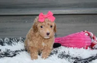 Kalila, a female Bichpoo for sale in Millersburg, OH – 3 of 5