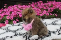 Zara, a female Pomeranian for sale in Millersburg, OH – 4 of 10