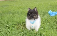 ZIGGY, a male Pomeranian for sale in Millersburg, OH – 9 of 10