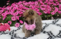 Zara, a female Pomeranian for sale in Millersburg, OH – 2 of 10