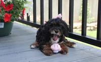 Athena , a female Poodle - Miniature  for sale in Millersburg, OH – 4 of 9