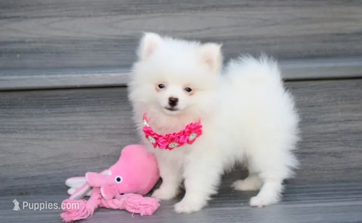 Bianca  – Pomeranian puppy for sale in Millersburg, OH