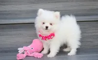 Bianca , a female Pomeranian for sale in Millersburg, OH – 1 of 5