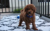 Simba, a male Poodle - Miniature  for sale in Millersburg, OH – 7 of 7