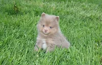 Princess , a female Pomeranian for sale in Millersburg, OH – Photo 6 of 10