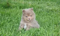 Princess , a female Pomeranian for sale in Millersburg, OH – Photo 9 of 10
