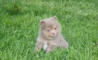Princess , a female Pomeranian for sale in Millersburg, OH – Photo 10 of 10